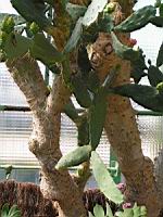 Opuntia Elatior (fam. Cactacees) (Amerique centrale, Colombie) (03) (Photo F. Mrugala)
